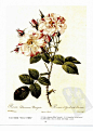 大马士革玫瑰“约克与兰开斯特” Damask Rose ‘York and Lancaster’
“约克与兰开斯特”蔷薇，是大马士革玫瑰的一个双色品种。株高1.5-2.1米；枝干上有棘刺；叶片为暗绿色；春夏相交之际开重瓣花。花朵将约克玫瑰的白色与兰开斯特玫瑰的红色融合在一起，花色富于多变，可以开出白色、粉色、混合色、斑纹装多种形式的花朵，花香浓郁。产生于英国玫瑰战争（1455-1485年）之后，它还曾出现在莎士比亚的十四行诗和《亨利六世》中，今天，保加利亚、土耳其和伊朗等国依然选择用它提炼玫瑰油。

