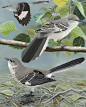   Northern Mockingbird - Whatbird.com : .