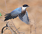 jomobimo: Azure-winged magpie (Cyanopica cyana), Portugalphotograph by António Guerra on Flickr.