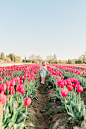 Family tulip field photos 