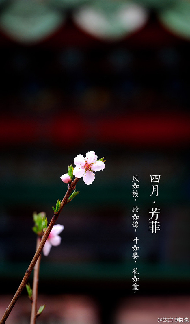 风如梭，殿如锦，草如婴，花如童。#紫禁城...