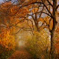 abundance of autumn II by Sebastian Luczywo