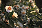 Photograph Camellia by Tatsuya Mikami on 500px