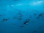 【飞翔在海中】
一大群巴布亚企鹅游过德里加尔斯基海峡。与南极企鹅不同，巴布亚企鹅喜欢更加温暖的气候。随着海洋变暖，这种生物开始繁盛起来，并向南扩张地盘。
摄影师：Paul Nicklen