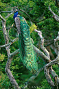 雄孔雀在树上，蓝孔雀，Bandipur国家公园，西高止山脉，印度
