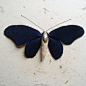 Soft sculpture of a moth made from Vintage Dark blue Velvet.