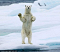 人模人样！全球动物超给力表情(组图)_财经频道_新华网【好客的北极熊看到船只经过起立挥手】北极斯瓦尔巴德群岛上最近出现一只超级好客的北极熊，当一艘载满游客的船只经过它家附近时，它会从雪地上站起来，并向过往的人们挥手打招呼，只要它每挥一次，游客都会兴奋的欢呼大叫。

