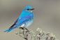 Bird Model LX.
{mountain bluebird}