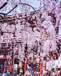 Cherry blossoms, Japan