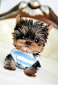 Micro Teacup Yorkie