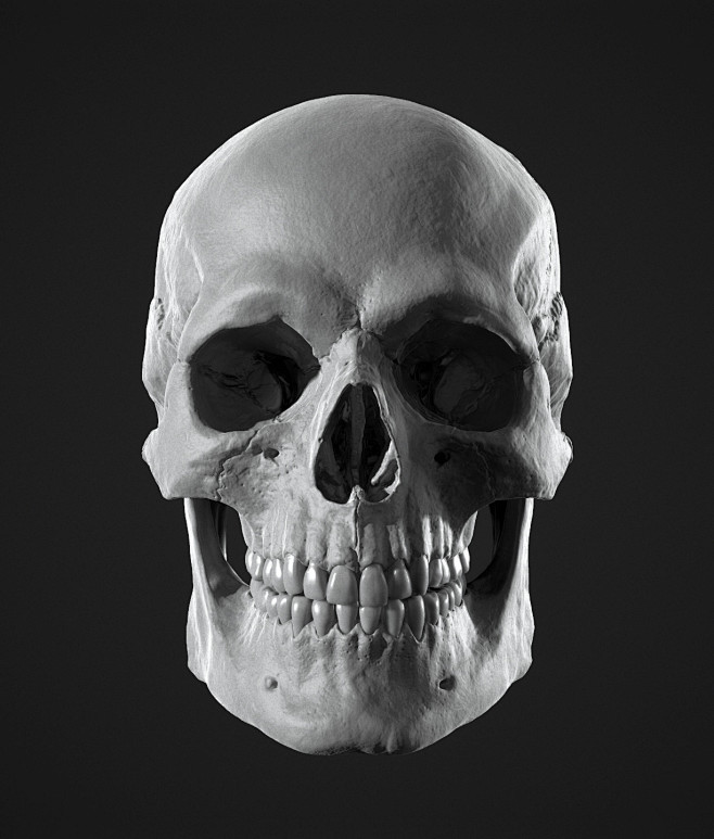 Human Skull Study, J...