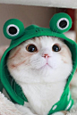 Ryoma, Japan's other most adorable Scottish Fold | Cats!!! <a class="text-meta meta-tag" href="/search/?q=喵星人">#喵星人#</a>