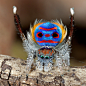 孔雀蜘蛛（Maratus volans）