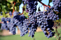 西拉子葡萄品种的 搜索结果_360图片