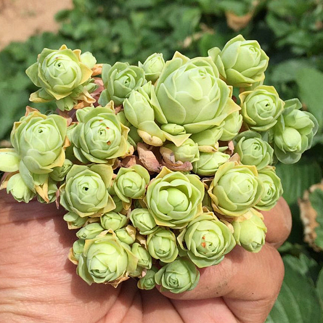 天使多肉植物馆  山地玫瑰 翡翠球 多头...