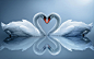 swans_necks_heart.jpg (2560×1600)