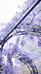  紫藤花开 
