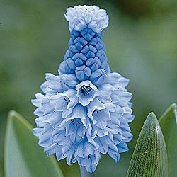 Grape hyacinth