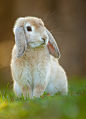 GRIZZLYNX : magicalnaturetour:
“ Rabbit by Robert Adamec
” #萌#