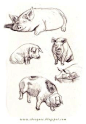 little piggies and big boars, let's learn to draw