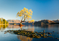 Wanaka Tree Sunrise by Kaitlyn McLachlan on 500px