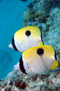 Butterflyfish-Teardrop