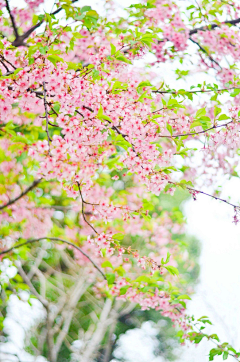 叶子叶采集到花草