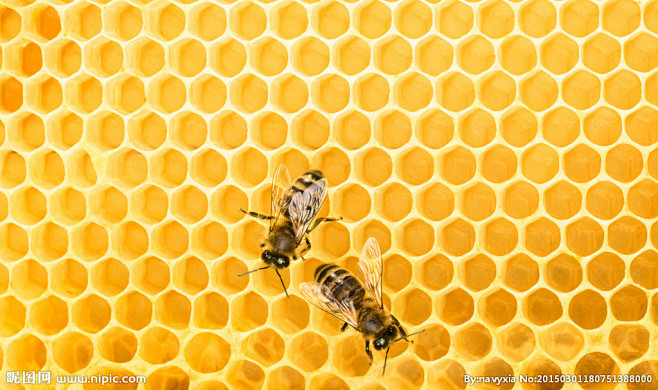 蜂蜜喝蜜蜂 (1)