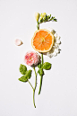 Vegetal for Kenzo Parfums, olfactory pyramid by Maeva Delacroix
