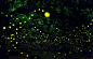 日本名古屋，55岁的日本摄影师Takaaki Ishikawa在树林中拍摄萤火虫照片，配合PS技术，这些萤火虫发出来的亮光十分像舞台效果灯，让人觉得仿佛置身在童话故事中。