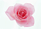 粉色,花,花朵,摄影,白色背景_122672163_Rose_创意图片_Getty Images China