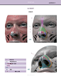 雕塑家解剖学03_头颈结构_75