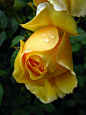 黄玫瑰露水
Yellow rose with dew