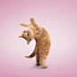 kyoka烤鸭的相册-猫咪爱瑜伽