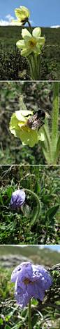 Meconopsis integrifolia 全缘叶绿绒蒿
Meconopsis quintuplinervia 五脉绿绒蒿
下面那个是五脉绿神 Meconopsis quintuplinervia，甘肃已经是整个绿神属（把西欧绿神踢出去的话）全球地理分布的北界了
 @小女子25
请欣赏甘肃的绿神，前两张为全缘叶绿绒蒿，后两张求名？(2013年6月11日摄于兰州马啣山，此处海拔约3300米）@GardenPeakChen @余天一微博 @冰涧山黄 @四姑娘山日月山庄 @巍-仁波切 @昆虫学liuye @