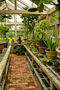 Mulberry Plantation near Charleston....one of the greenhouses: 