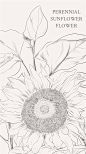 野生向日葵（Perennial Sunflower）花 语：投缘（Affinity）野生向日葵的用途很广：种子可以做成点心、还可以提炼食用油、叶片是家畜喜爱的饲料、花可以做成染料等。它和我们的日常生活可是息息相关的，是一种和人类相当投缘的植物。因此，它的花语是－投缘。受到这种花祝福而生的人是理想的情人，更是最佳的终生伴侣。为了让你的他（她）早日出现，请主动积极一点。