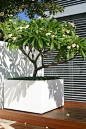 extra large planters - frangipani ... love this idea: 