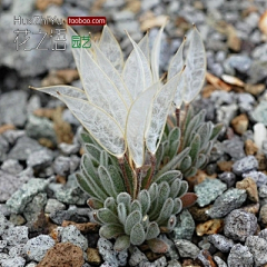 冰企鹅采集到肉肉植物