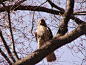 Hawk Expert Says Attacking CT Hawk May Have to Be Removed–or at Least Scared : Where to go to see animals