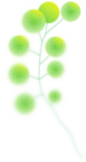 绿色梦幻植物插画唯美叶子彩色圆形渐变手绘插画图片