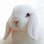 兔兔 兔纸 兔子