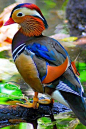 Mandarin Duck