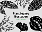 Plant Leaves Illustrations 植物叶子矢量插画-到位啦素材网