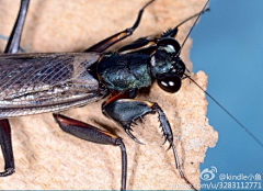 lauccy采集到Insect