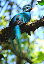 “ Male Resplendent Quetzal (by Kojo_46)”