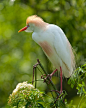 Beautiful Birds / Cattle Egret
