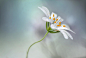 Photograph Stitchwort by Mandy Disher on 500px