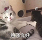 猫咪表情包 萌宠动物 可爱