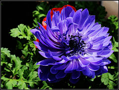 sharon青葙采集到银莲花 海葵花anemones